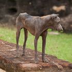 Ein Hund wie eine Skulptur