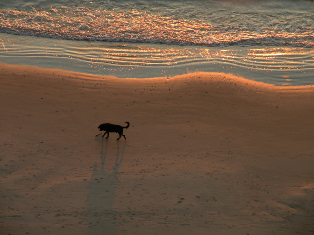 Ein Hund wirft einen großen Schatten beim Sonnenuntergang am Strand in Lønstrup.