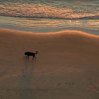 Ein Hund wirft einen großen Schatten beim Sonnenuntergang am Strand in Lønstrup.