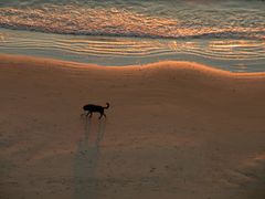 Ein Hund wirft einen großen Schatten beim Sonnenuntergang am Strand in Lønstrup.