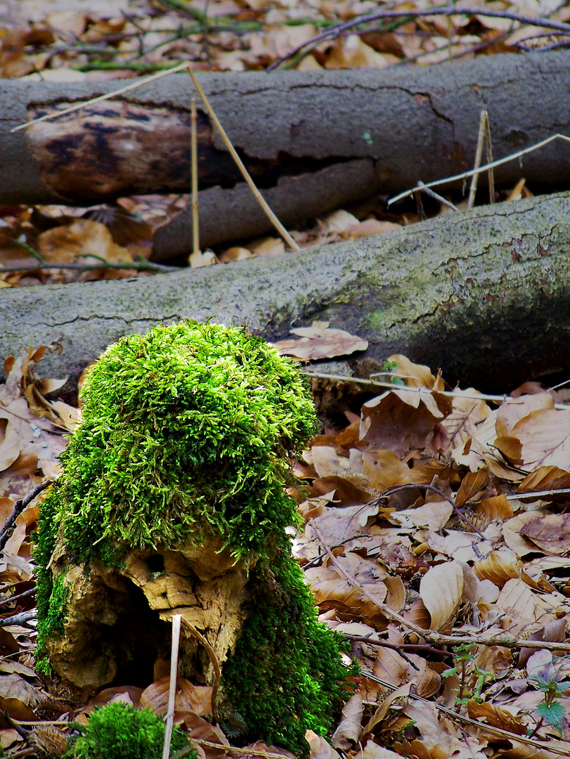 Ein Hunde aus Wald