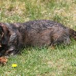 Ein Hundeblümchen