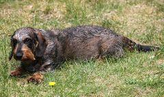 Ein Hundeblümchen