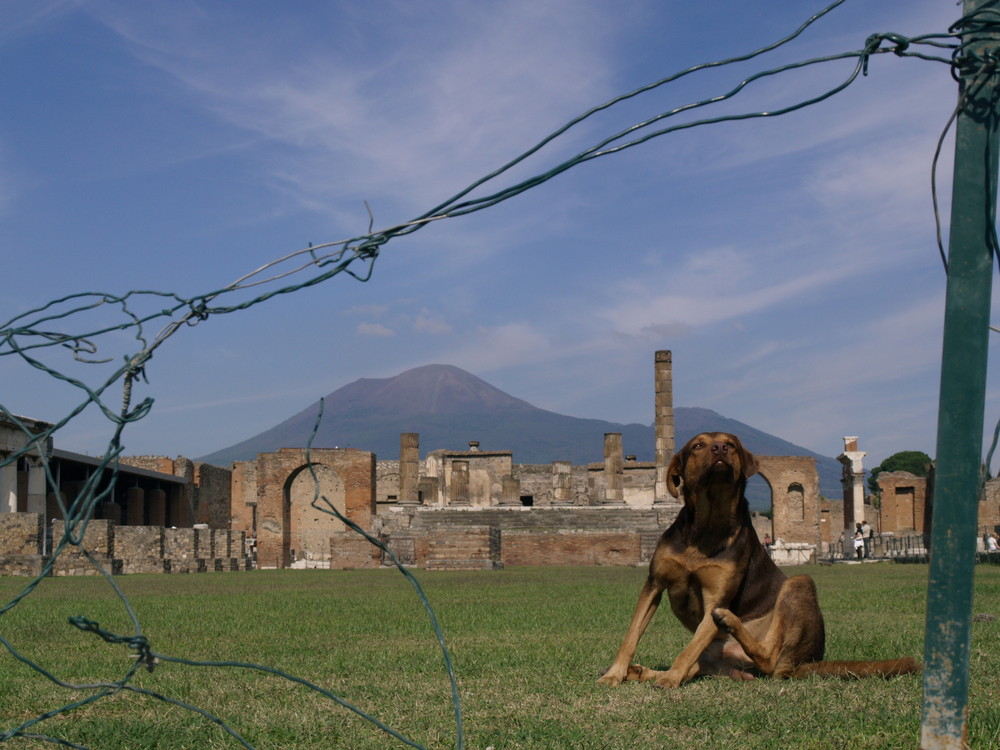 ein Hundeleben in Pompeij