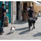 Ein Hundeleben in Venedig