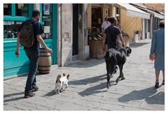 Ein Hundeleben in Venedig