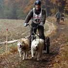 Ein Hunderennen im mystischen geheimnisvollen Waldviertel ------ Part 10