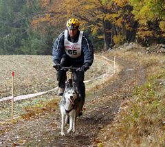 Ein Hunderennen im mystischen geheimnisvollen Waldviertel ------ Part 11