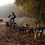 Ein Hunderennen im mystischen geheimnisvollen Waldviertel ------ Part 2