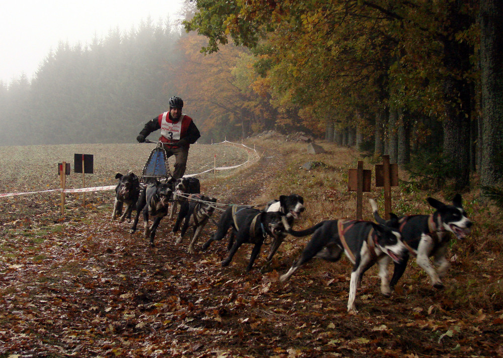 Ein Hunderennen im mystischen geheimnisvollen Waldviertel ------ Part 2