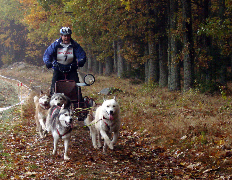 Ein Hunderennen im mystischen geheimnisvollen Waldviertel ------ Part 3