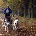 Ein Hunderennen im mystischen geheimnisvollen Waldviertel ------ Part 3