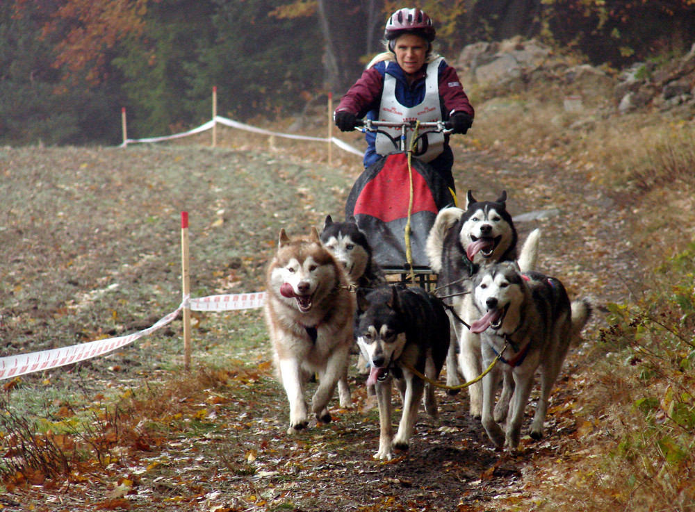 Ein Hunderennen im mystischen geheimnisvollen Waldviertel ------ Part 4