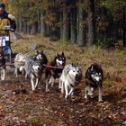 Ein Hunderennen im mystischen geheimnisvollen Waldviertel ------ Part 5