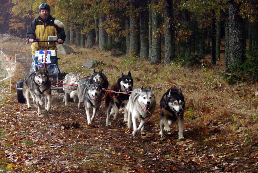 Ein Hunderennen im mystischen geheimnisvollen Waldviertel ------ Part 5