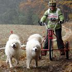 Ein Hunderennen im mystischen geheimnisvollen Waldviertel ------ Part 8