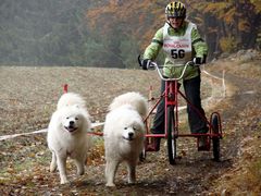 Ein Hunderennen im mystischen geheimnisvollen Waldviertel ------ Part 8