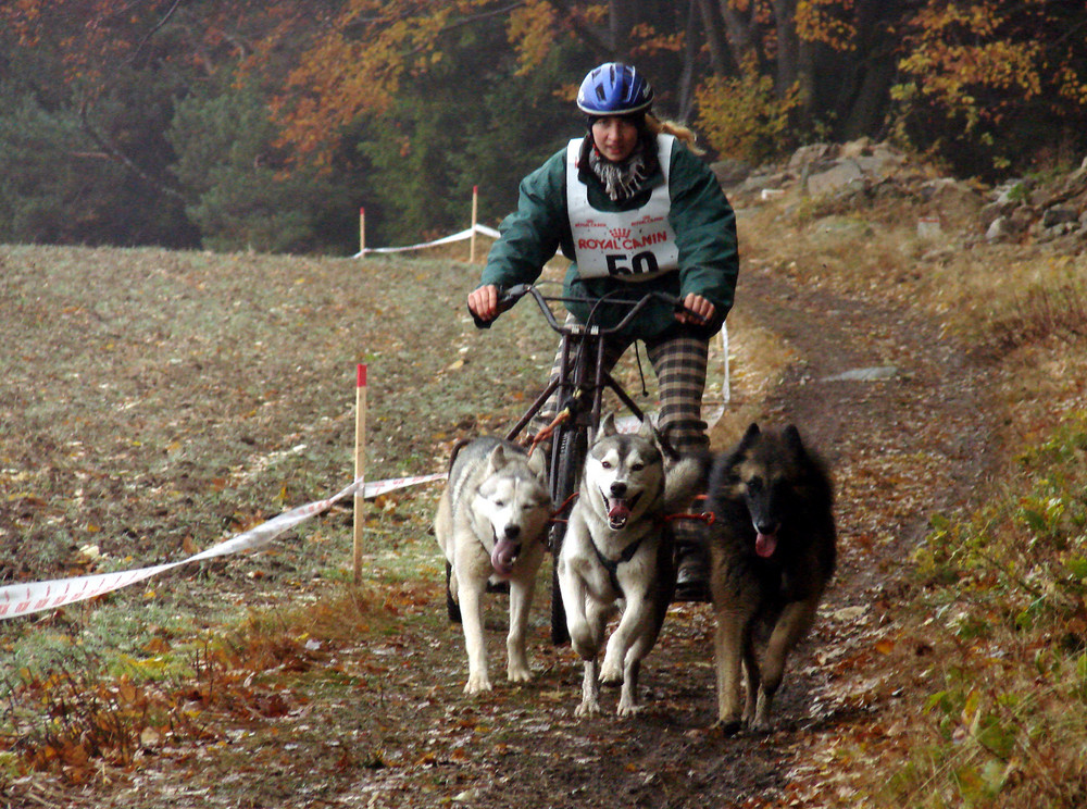 Ein Hunderennen im mystischen geheimnisvollen Waldviertel ------ Part 9