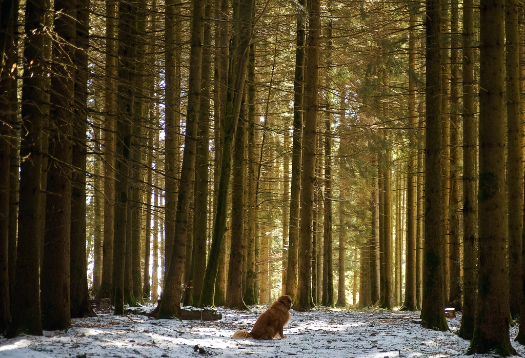 Ein Hundi sitzt im Walde