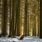 Ein Hundi sitzt im Walde