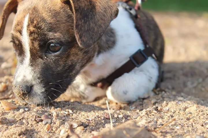 Ein Hundnist dir im Sturme treu. der Mensch nichtmal im Winde