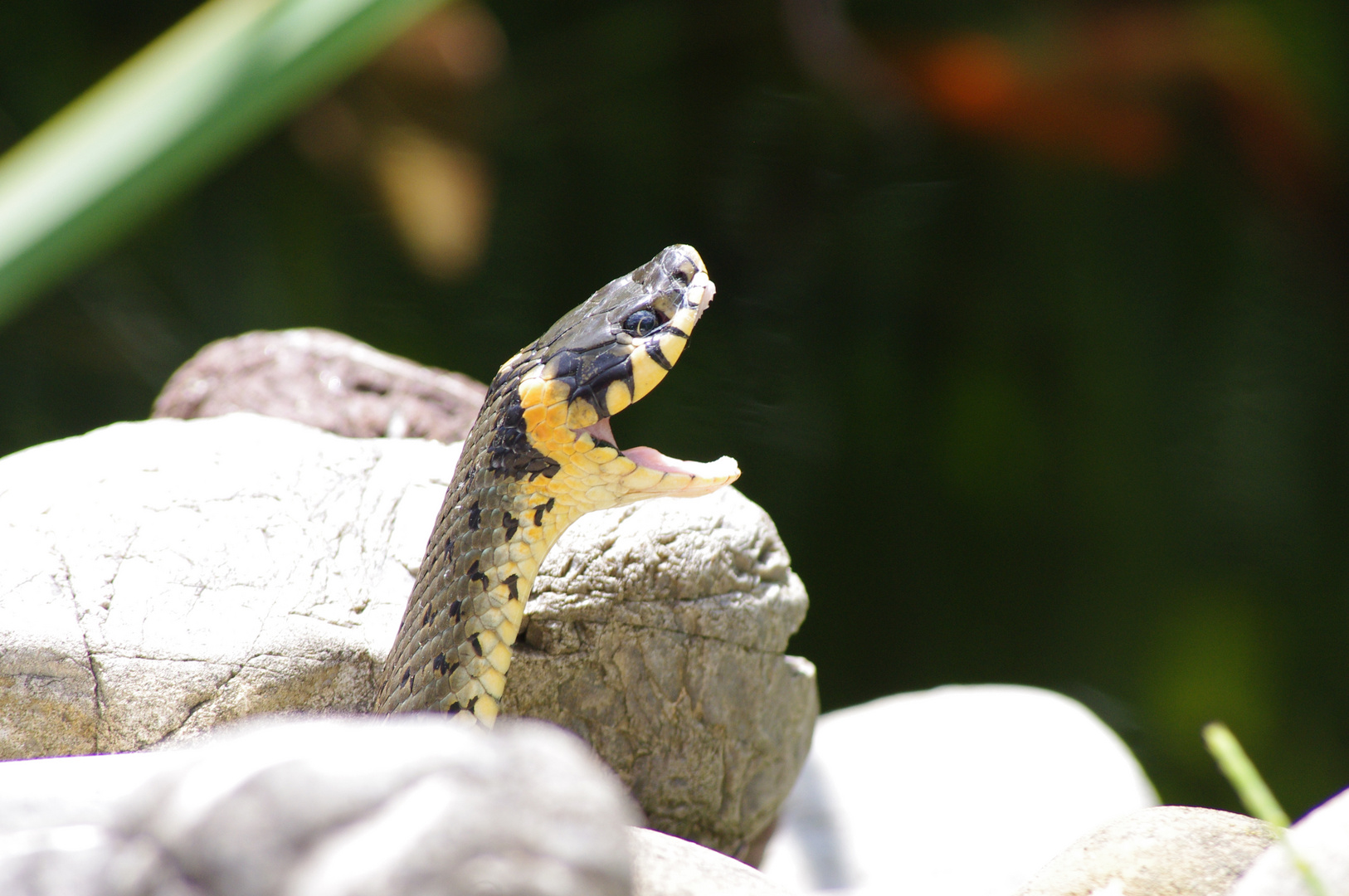 Ein hungriger Gast im Garten