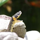 Ein hungriger Gast im Garten