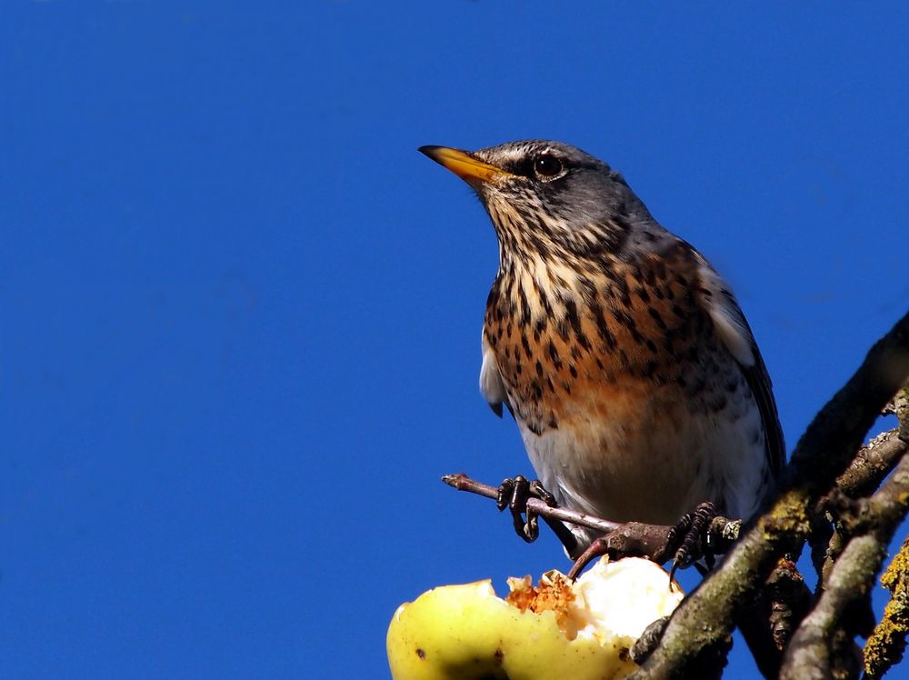 Ein hungriger Geselle