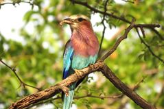 ein hungriger Nestling wartet