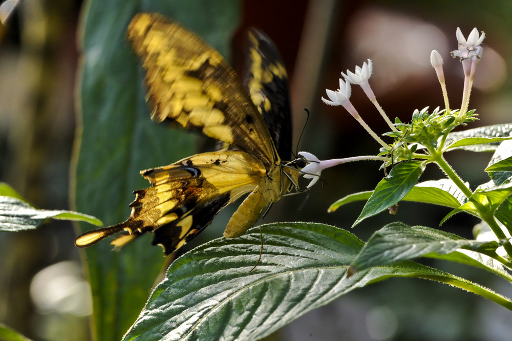 Ein hungriger Schmetterling ...