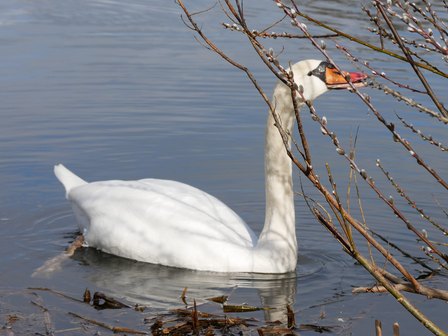 Ein hungriger Schwan