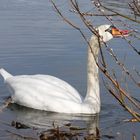 Ein hungriger Schwan