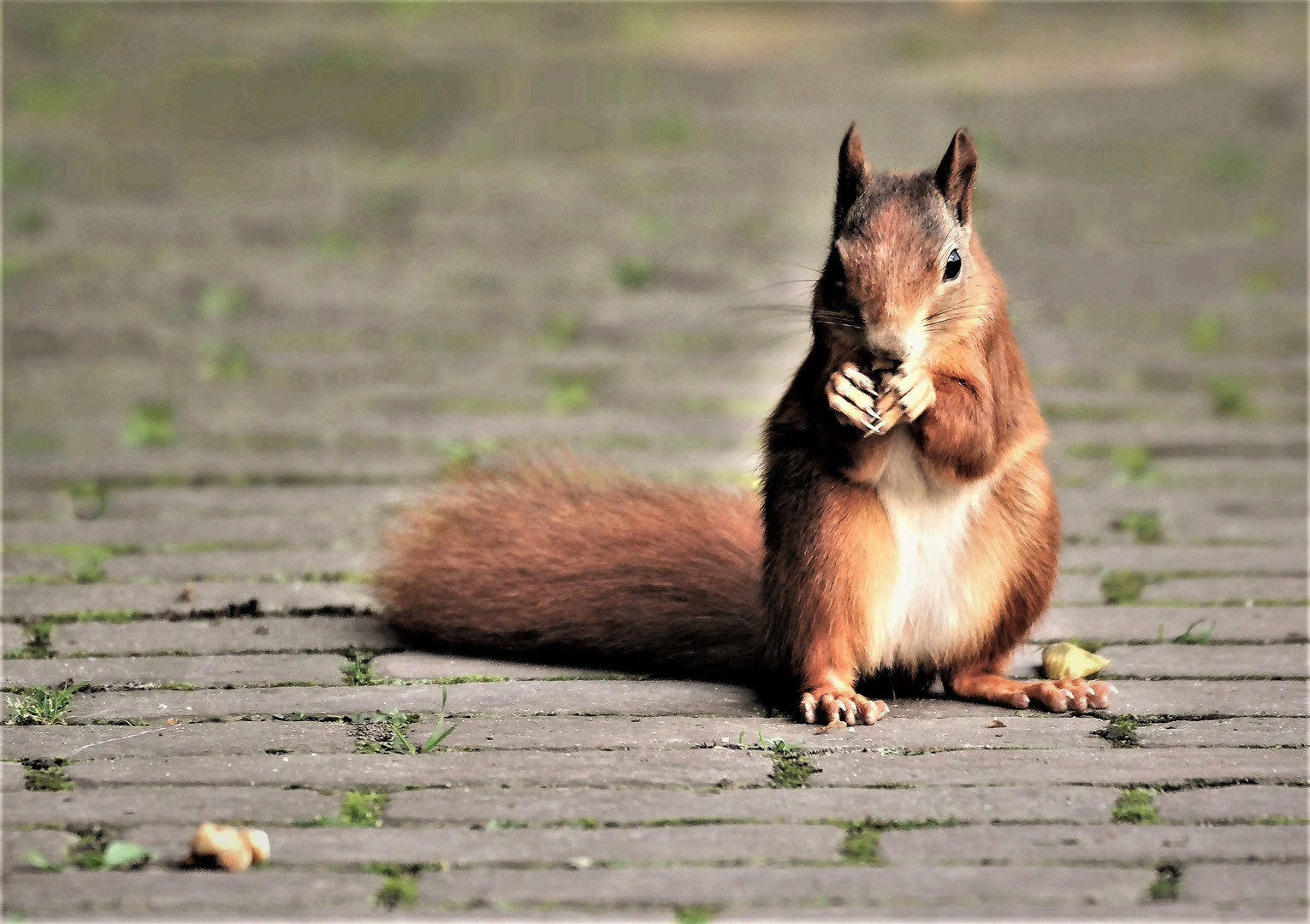 Ein hungriges Eichhörnchen im Park