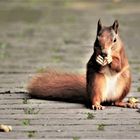 Ein hungriges Eichhörnchen im Park