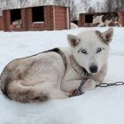 Ein Husky auf einer Hundeschlitten Farm in Norwegen