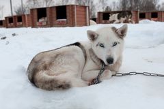 Ein Husky auf einer Hundeschlitten Farm in Norwegen