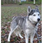 ein  Husky in unserem Stadtpark  ...................