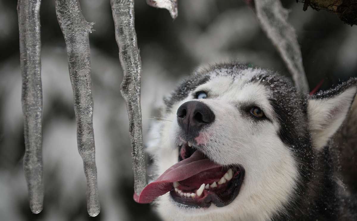 Ein Husky liebt Kaltes