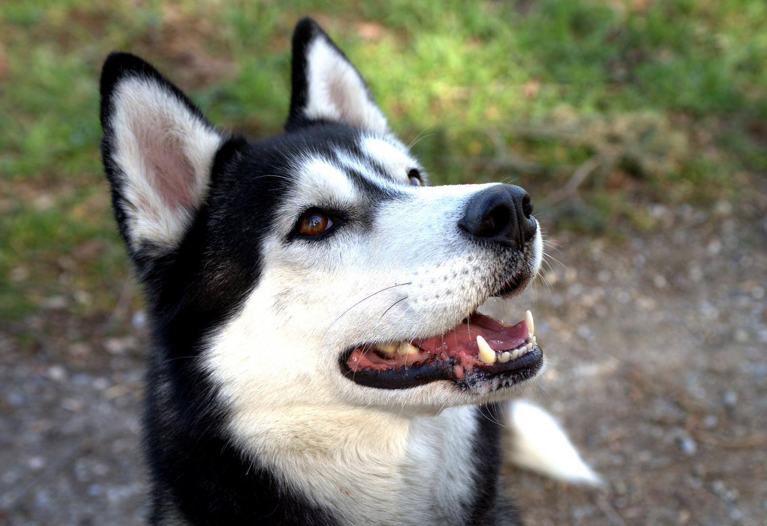 Ein Husky namens ICE