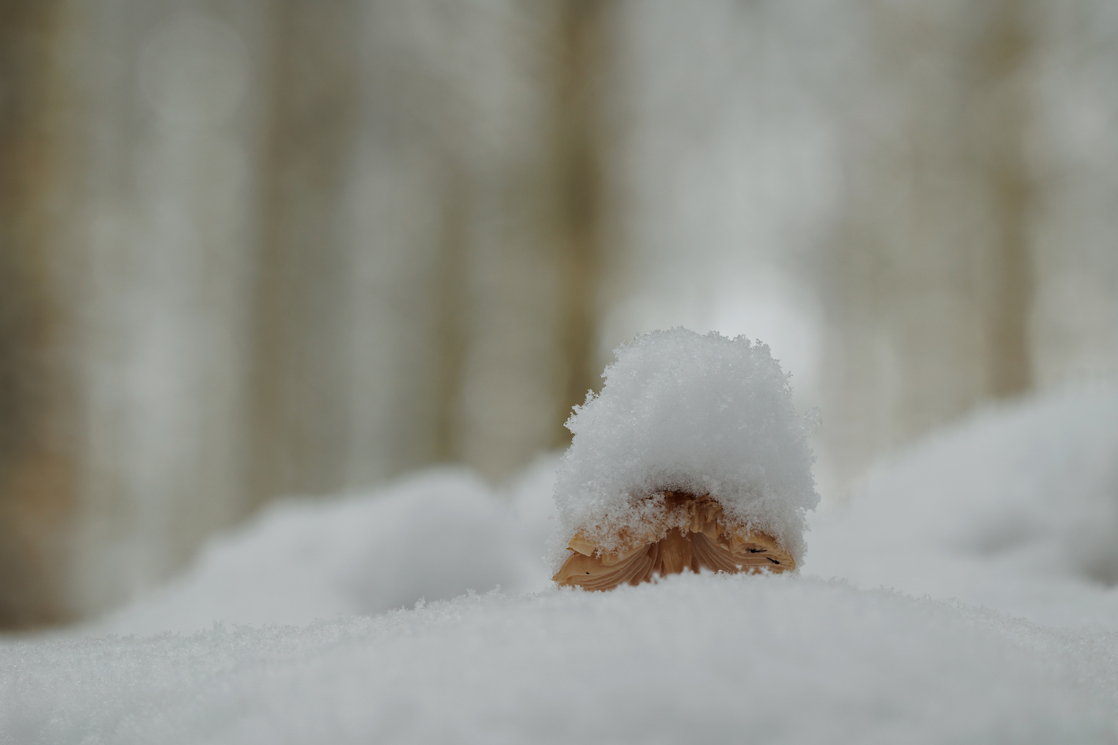 Ein Hut aus Schnee