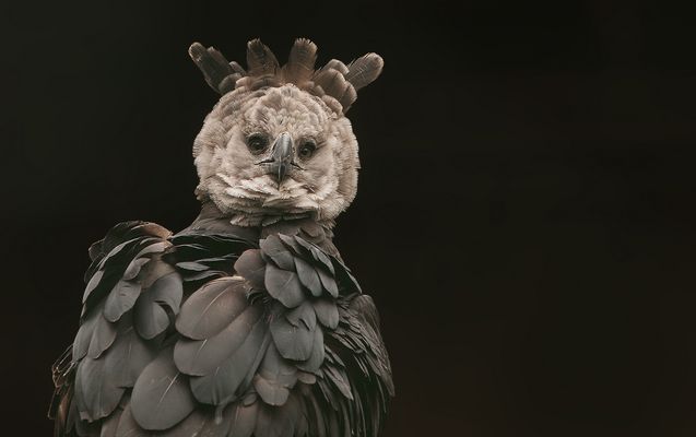 Ein hypnotischer Blick