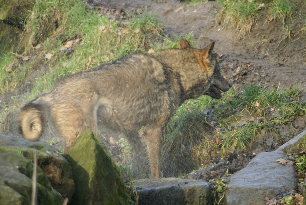 Ein iberischer Wolf nimmt ein Bad