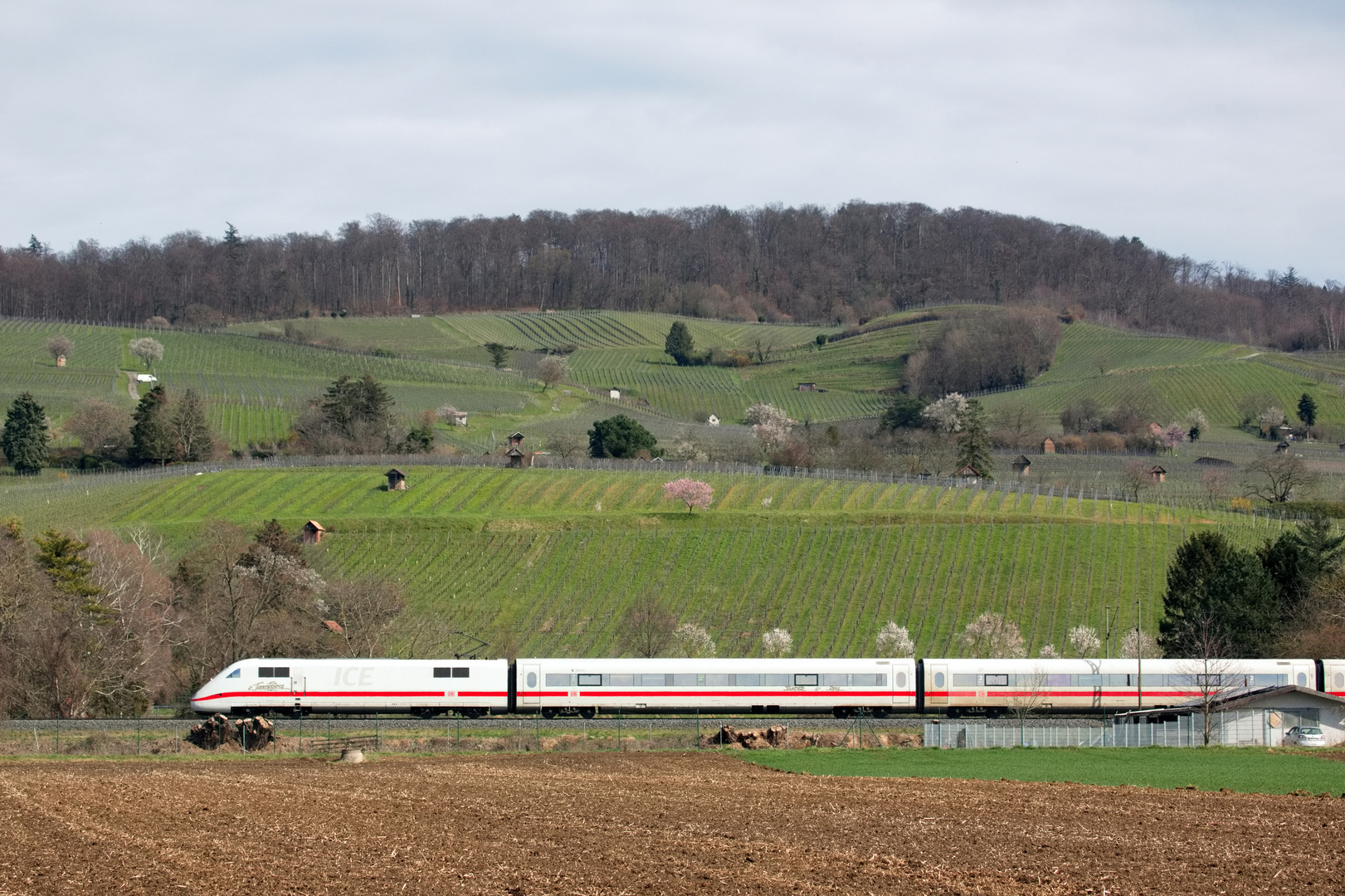 Ein ICE huscht vor den Weinbergen bei Heppenheim a.d. Bergstraße vorbei.