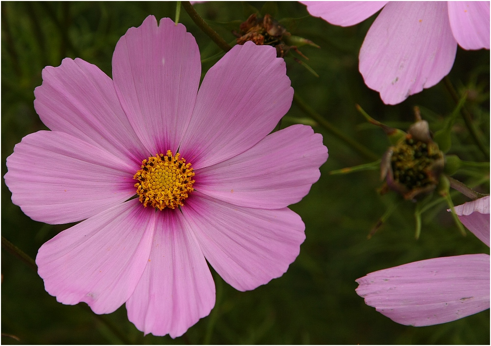 ... ein "Ich-wünsche-Euch-einen-wundervollen-Dienstag!"-Blümchen ...