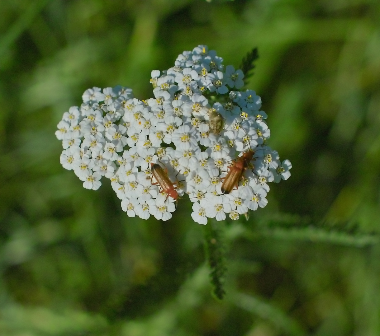 Ein idealer Platz für Insekten. drei Weichkäfer,eine Wanze, ein schwarzer Käfer;