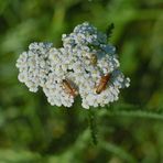 Ein idealer Platz für Insekten. drei Weichkäfer,eine Wanze, ein schwarzer Käfer;