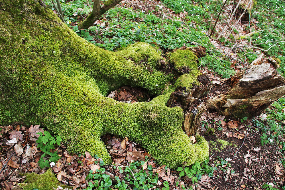 ein ideales Versteck für´s Osternest