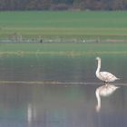 Ein Idyll für Wasservögel