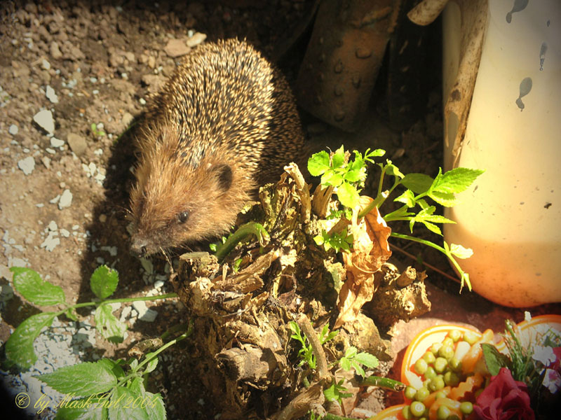 Ein Igel