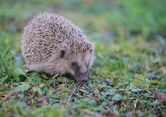 ein Igel.....